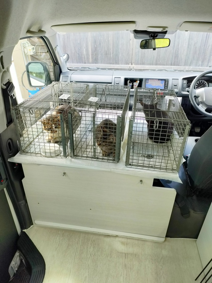 車内で複数頭の猫を受け入れている様子